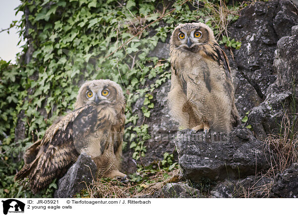 2 junge Uhus / 2 young eagle owls / JR-05921