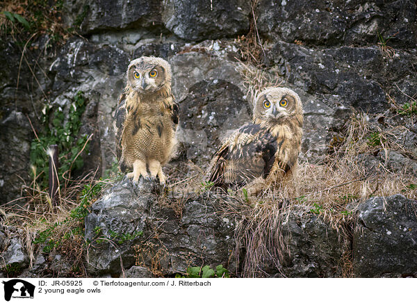 2 young eagle owls / JR-05925