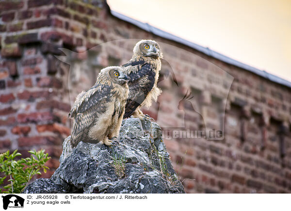 2 young eagle owls / JR-05928