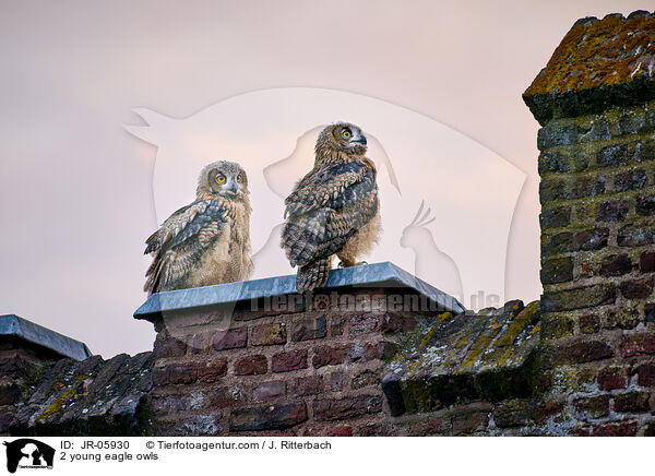 2 young eagle owls / JR-05930