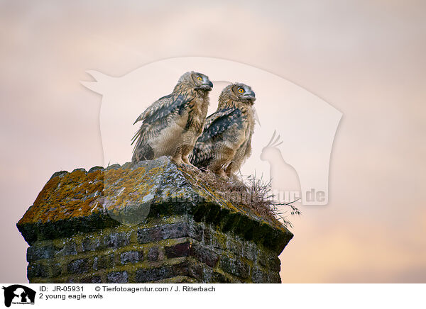2 young eagle owls / JR-05931