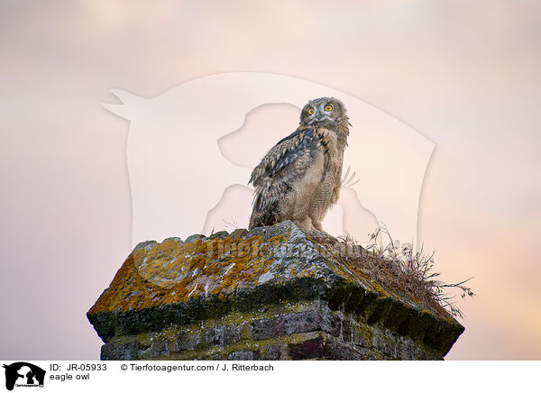 eagle owl / JR-05933