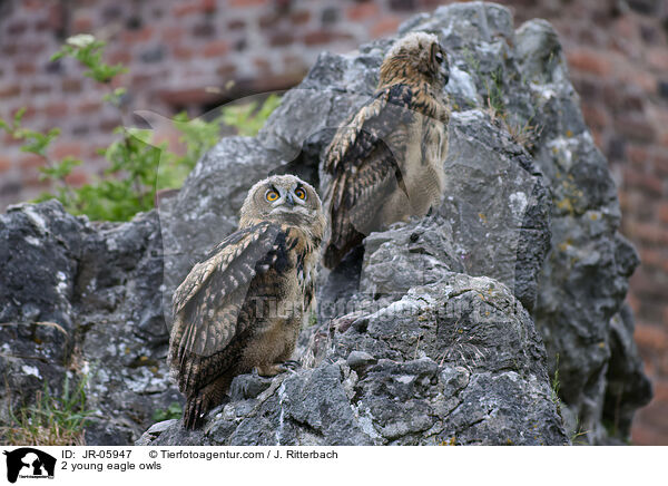 2 young eagle owls / JR-05947
