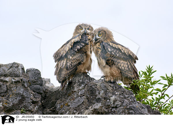 2 young eagle owls / JR-05950