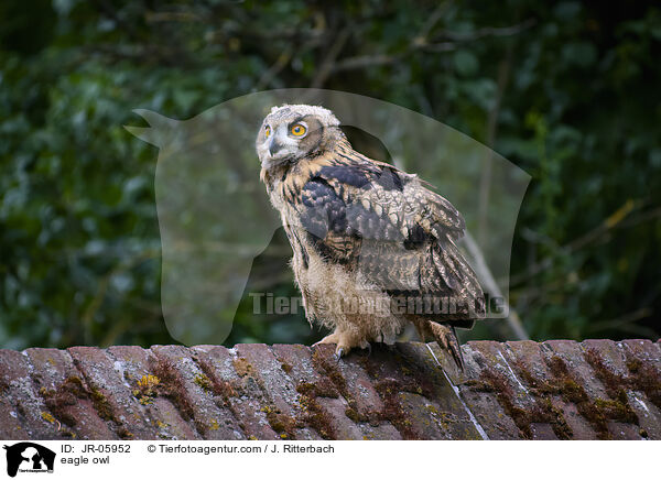 eagle owl / JR-05952