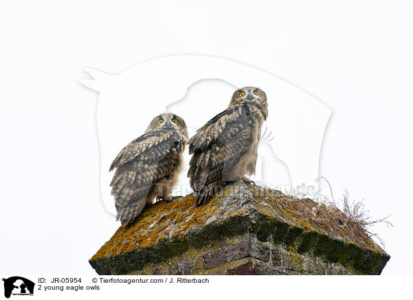 2 young eagle owls / JR-05954