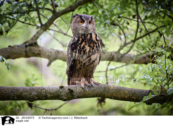 eagle owl / JR-05975