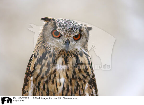 eagle owl / KB-07273