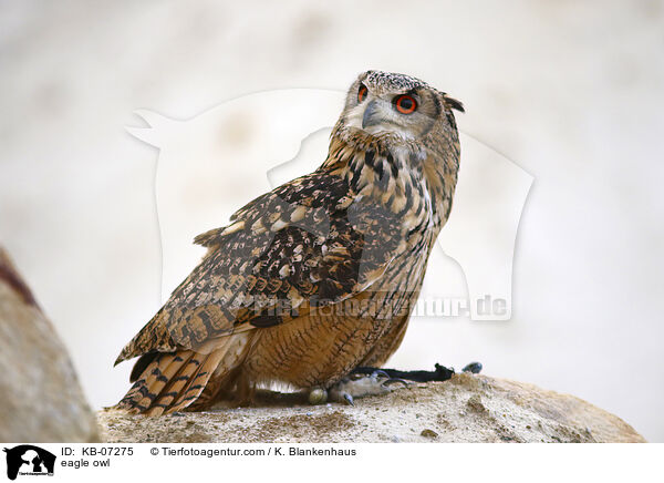 eagle owl / KB-07275