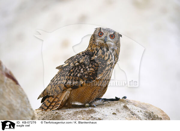eagle owl / KB-07276