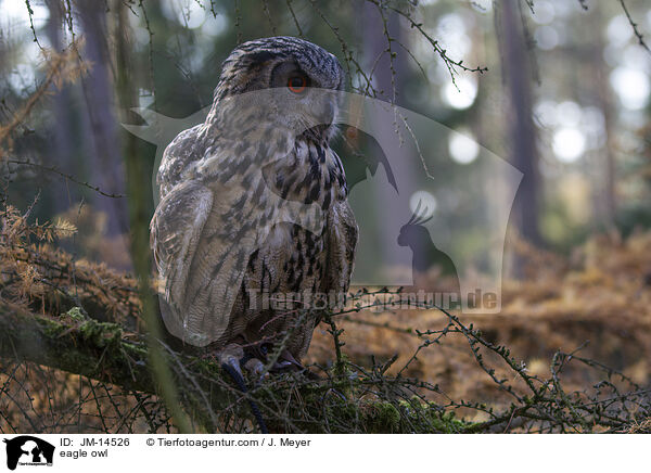 eagle owl / JM-14526