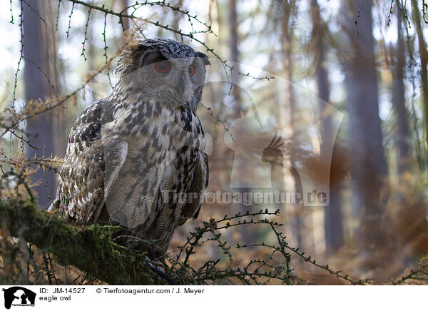 eagle owl / JM-14527