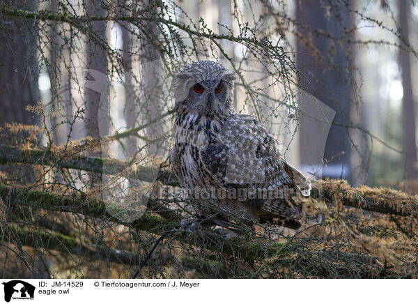 Uhu / eagle owl / JM-14529