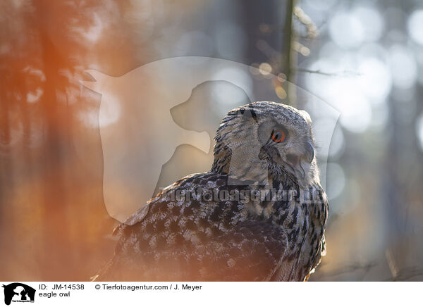 eagle owl / JM-14538