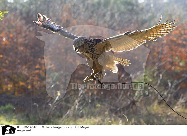 eagle owl / JM-14548