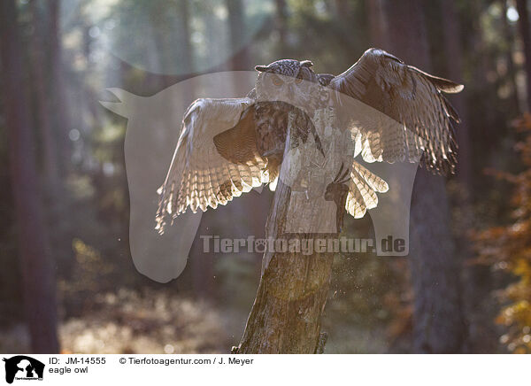 eagle owl / JM-14555