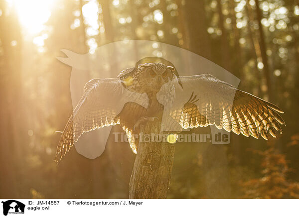 eagle owl / JM-14557