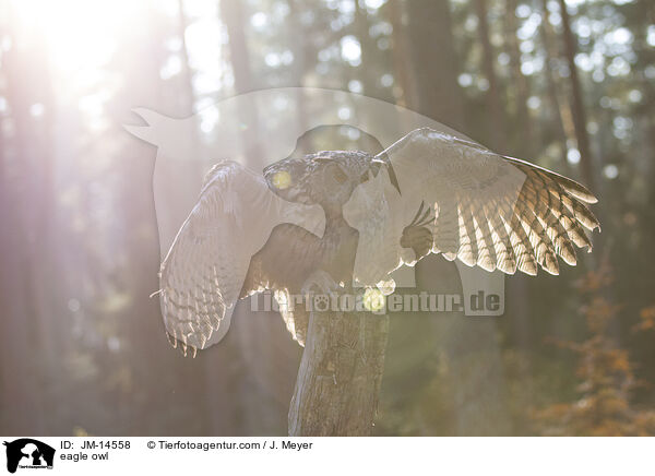 eagle owl / JM-14558