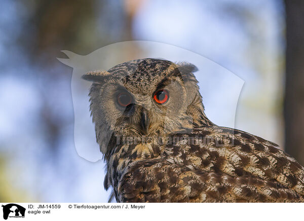 eagle owl / JM-14559