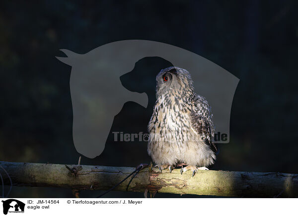 eagle owl / JM-14564