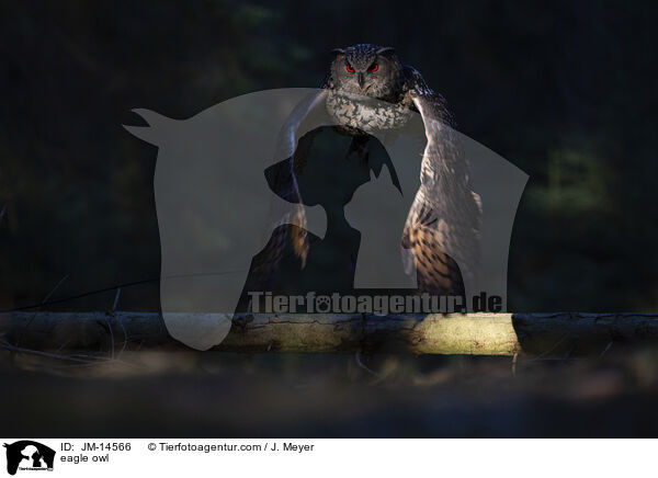 eagle owl / JM-14566