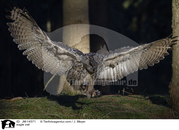 eagle owl / JM-14571