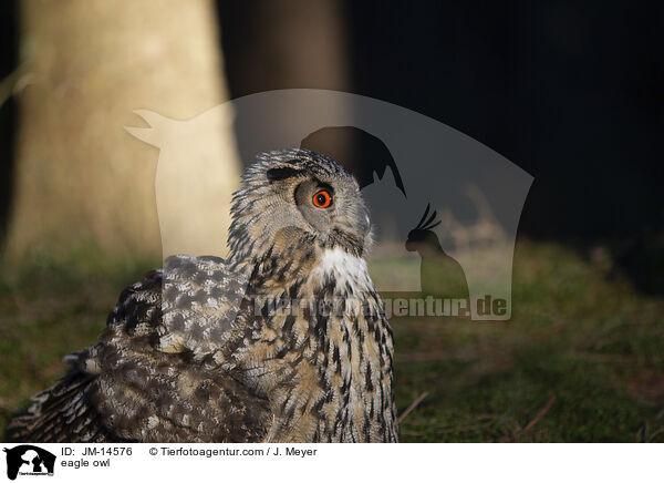 eagle owl / JM-14576