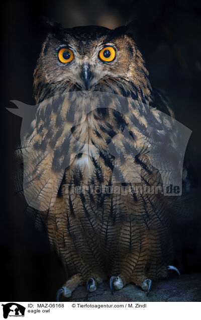 eagle owl / MAZ-06168