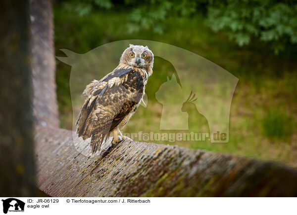 eagle owl / JR-06129