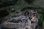 young Eurasian eagle owl