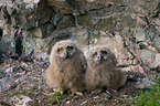 eagle owls