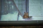 Eurasian Eagle Owl portrait