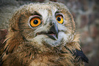 Eurasian Eagle Owl portrait