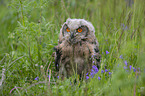 Eurasian Eagle Owl on a meadow