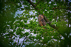 eagle owl sits on a tree