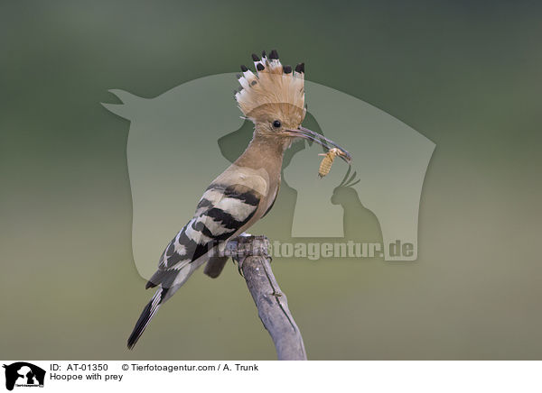 Wiedehopf mit Beute / Hoopoe with prey / AT-01350