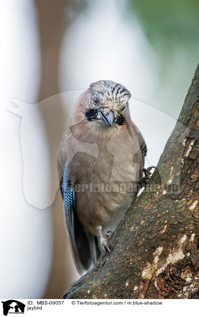 jaybird / MBS-09057