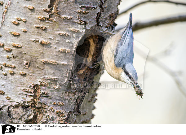 Eurasian nuthatch / MBS-16358