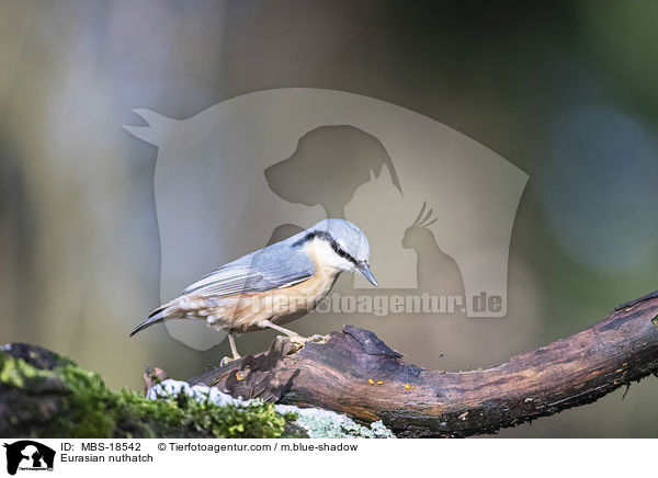 Eurasian nuthatch / MBS-18542