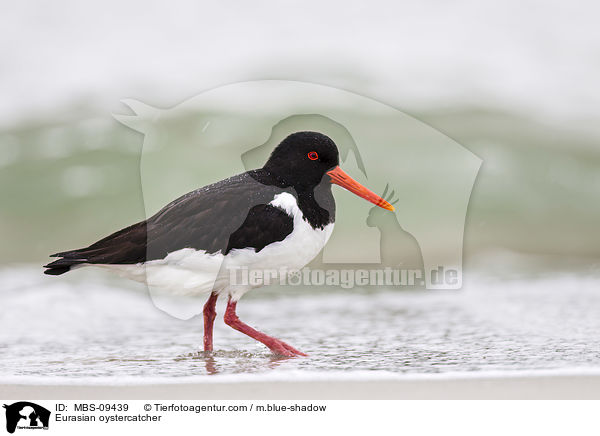 Eurasian oystercatcher / MBS-09439