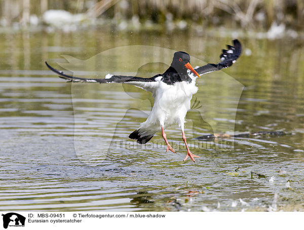 Eurasian oystercatcher / MBS-09451