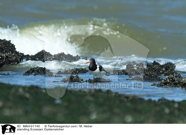 standing Eurasian Oystercatcher / MAH-01140