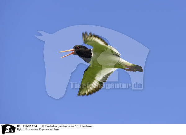 flying Eurasian Oystercatcher / FH-01134