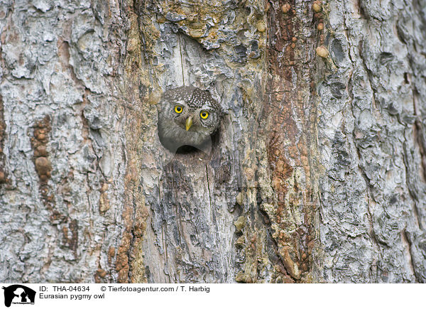 Eurasian pygmy owl / THA-04634