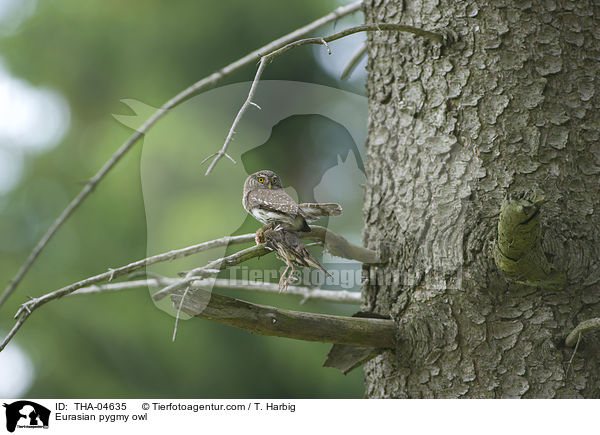 Eurasian pygmy owl / THA-04635