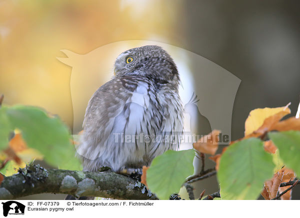 Eurasian pygmy owl / FF-07379