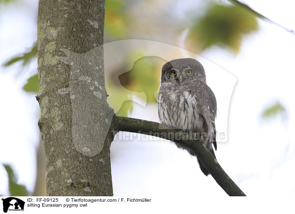 sitting Eurasian pygmy owl / FF-09125
