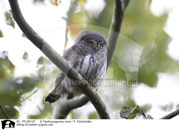 sitting Eurasian pygmy owl / FF-09127