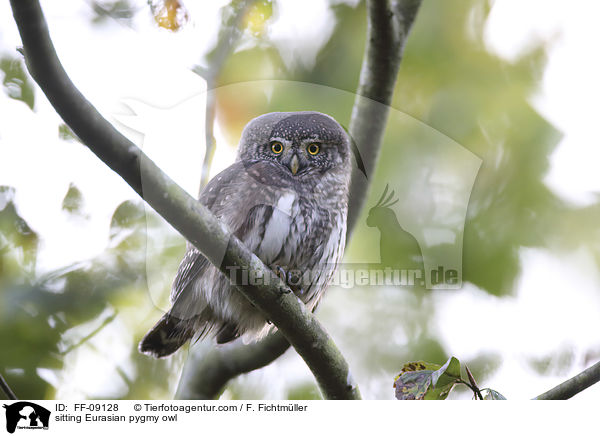 sitting Eurasian pygmy owl / FF-09128