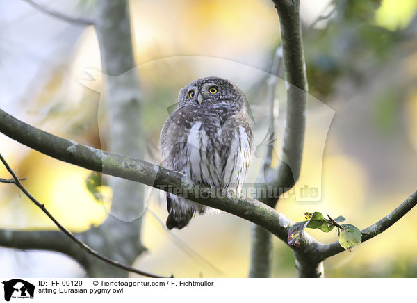 sitting Eurasian pygmy owl / FF-09129